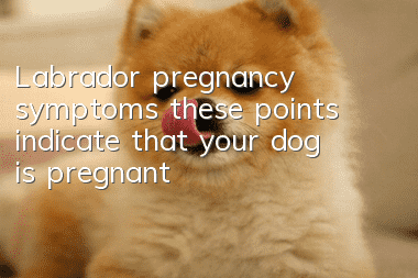 Labrador pregnancy symptoms: these points indicate that your dog is pregnant