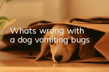 What's wrong with a dog vomiting bugs?