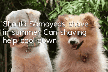Should Samoyeds shave in summer? Can shaving help cool down?