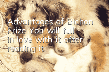 Advantages of Bichon Frize: You will fall in love with it after reading it