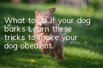 What to do if your dog barks? Learn these tricks to make your dog obedient.