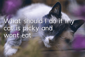 What should I do if my cat is picky and won’t eat?
