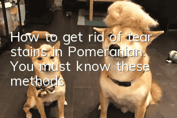 How to get rid of tear stains in Pomeranian. You must know these methods