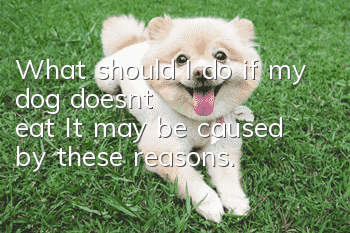 What should I do if my dog ​​doesn’t eat? It may be caused by these reasons.