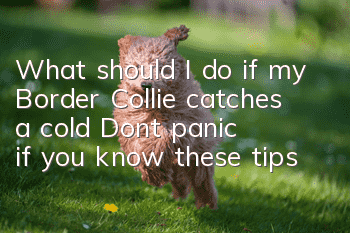 What should I do if my Border Collie catches a cold? Don’t panic if you know these tips