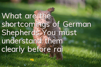 What are the shortcomings of German Shepherds? You must understand them clearly before raising a German Shepherd.