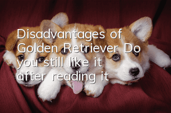 Disadvantages of Golden Retriever: Do you still like it after reading it?