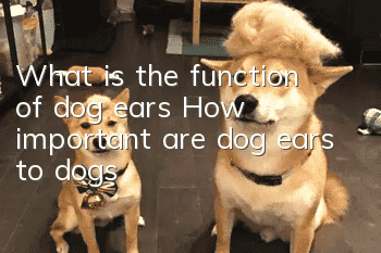 What is the function of dog ears? How important are dog ears to dogs?