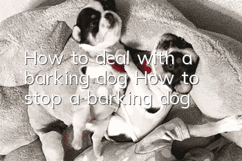 How to deal with a barking dog How to stop a barking dog