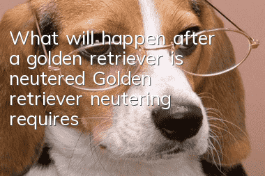 What will happen after a golden retriever is neutered? Golden retriever neutering requires clear and important information!