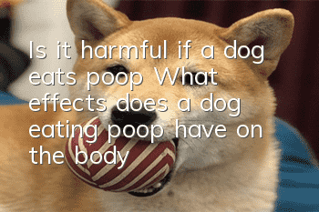Is it harmful if a dog eats poop? What effects does a dog eating poop have on the body?