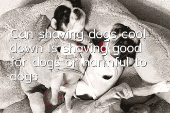 Can shaving dogs cool down? Is shaving good for dogs or harmful to dogs?
