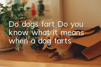 Do dogs fart? Do you know what it means when a dog farts?