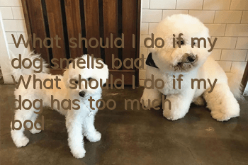 What should I do if my dog smells bad? What should I do if my dog has too much body odor?