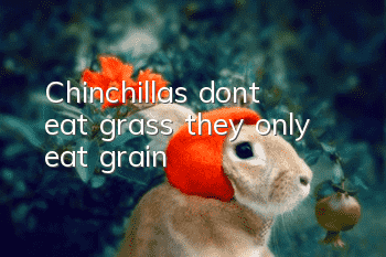 Chinchillas don’t eat grass, they only eat grain