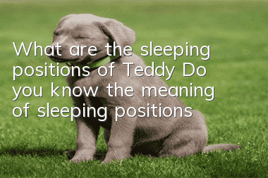 What are the sleeping positions of Teddy? Do you know the meaning of sleeping positions?