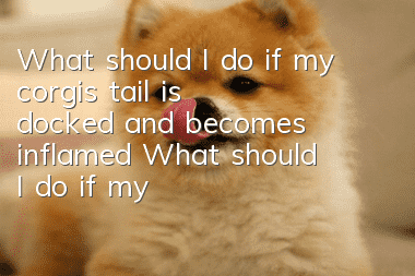 What should I do if my corgi's tail is docked and becomes inflamed? What should I do if my corgi's tail is docked so that it doesn't become suppurative and inflamed?
