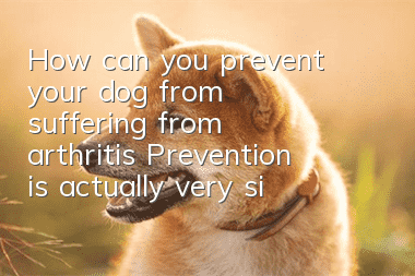 How can you prevent your dog from suffering from arthritis? Prevention is actually very simple!