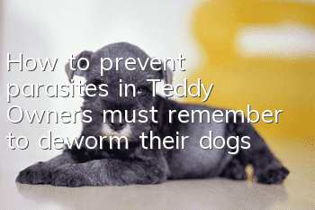 How to prevent parasites in Teddy? Owners must remember to deworm their dogs