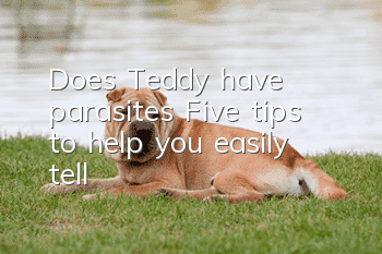 Does Teddy have parasites? Five tips to help you easily tell
