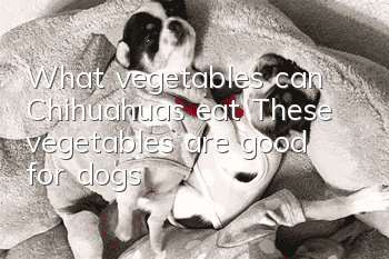 What vegetables can Chihuahuas eat? These vegetables are good for dogs