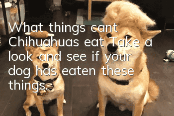 What things can’t Chihuahuas eat? Take a look and see if your dog has eaten these things.