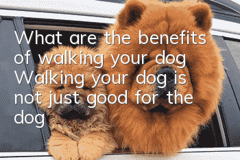What are the benefits of walking your dog? Walking your dog is not just good for the dog