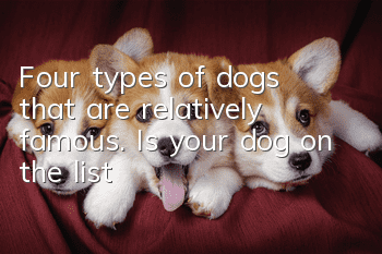 Four types of dogs that are relatively famous. Is your dog on the list?