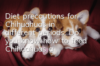 Diet precautions for Chihuahuas in different periods. Do you know how to feed Chihuahuas at home?
