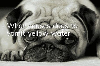 What causes dogs to vomit yellow water?