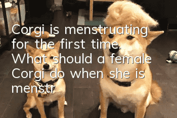 Corgi is menstruating for the first time. What should a female Corgi do when she is menstruating?
