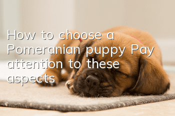 How to choose a Pomeranian puppy? Pay attention to these aspects