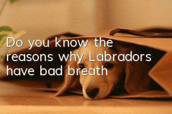 Do you know the reasons why Labradors have bad breath?