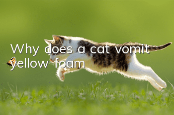 Why does a cat vomit yellow foam?