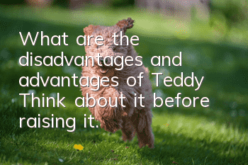 What are the disadvantages and advantages of Teddy? Think about it before raising it.