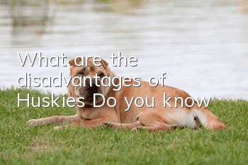 What are the disadvantages of Huskies? Do you know?