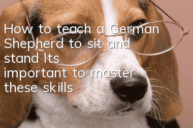 How to teach a German Shepherd to sit and stand? It’s important to master these skills