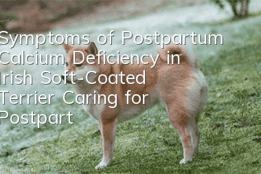 Symptoms of Postpartum Calcium Deficiency in Irish Soft-Coated Terrier Caring for Postpartum Irish Soft-Coated Terrier with Postpartum Calcium Deficiency