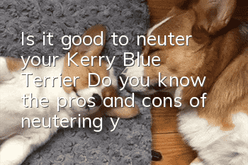 Is it good to neuter your Kerry Blue Terrier? Do you know the pros and cons of neutering your Kerry Blue Terrier?