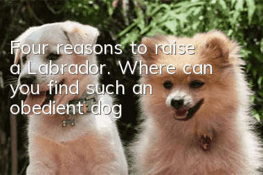 Four reasons to raise a Labrador. Where can you find such an obedient dog?