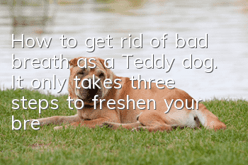 How to get rid of bad breath as a Teddy dog. It only takes three steps to freshen your breath.
