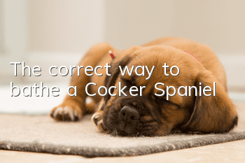 The correct way to bathe a Cocker Spaniel