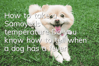 How to take a Samoyed’s temperature? Do you know how to tell when a dog has a fever?