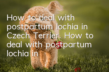 How to deal with postpartum lochia in Czech Terrier. How to deal with postpartum lochia in Czech Terrier.