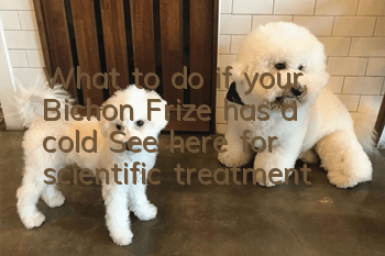 What to do if your Bichon Frize has a cold? See here for scientific treatment