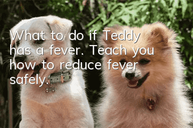 What to do if Teddy has a fever. Teach you how to reduce fever safely.
