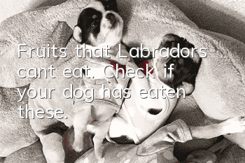 Fruits that Labradors can’t eat. Check if your dog has eaten these.