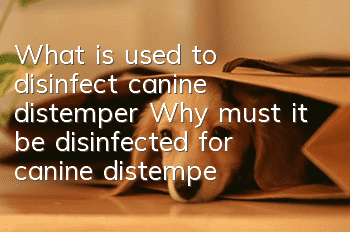 What is used to disinfect canine distemper? Why must it be disinfected for canine distemper?