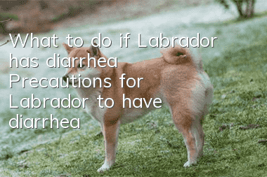 What to do if Labrador has diarrhea? Precautions for Labrador to have diarrhea
