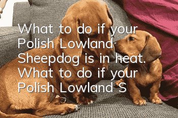 What to do if your Polish Lowland Sheepdog is in heat. What to do if your Polish Lowland Sheepdog is in heat. What to do if your Polish Lowland Sheepdog is in heat.